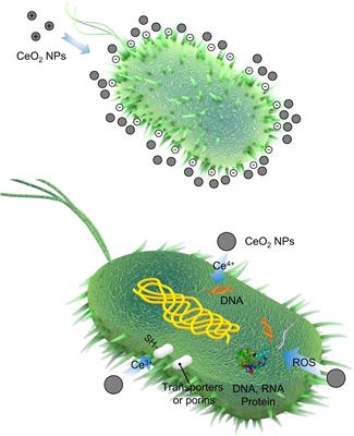 Cerium and Its Oxidant-Based Nanomaterials for Antibacterial Applications: A State-of-the-Art Review